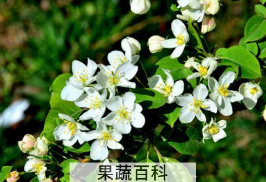 棠梨花怎么吃 棠梨花的食用方法