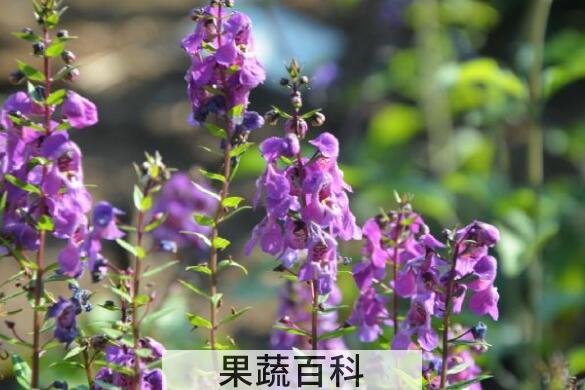 天使花的养殖方法 天使花的种植方法