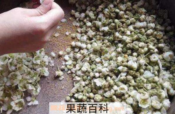 猕猴桃花粉怎么采取 猕猴桃花粉如何使用