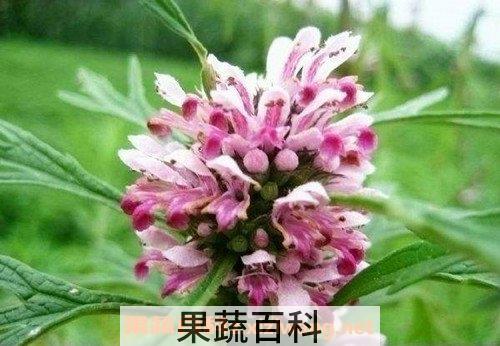 益母草