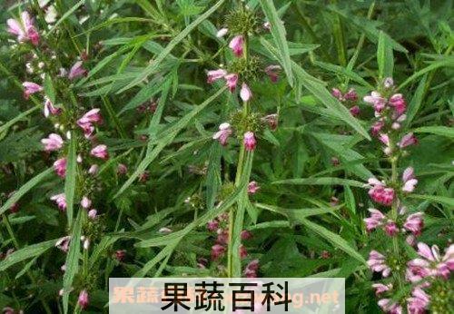 益母草