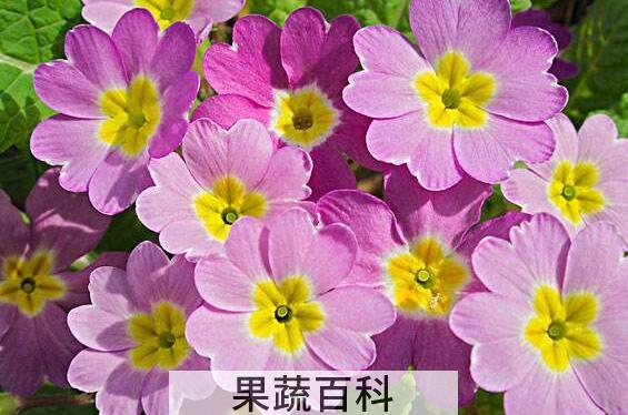  樱草花的功效与作用及副作用