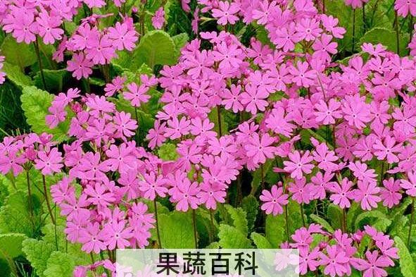  樱草花的功效与作用及副作用