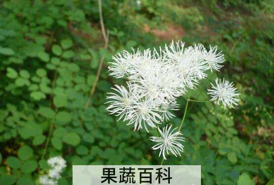唐松草的功效与作用 唐松草怎么养殖