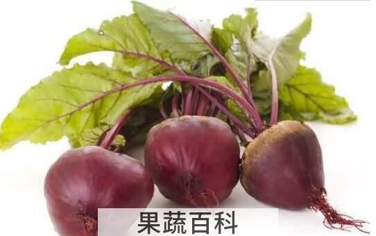 甜菜根的副作用和危害