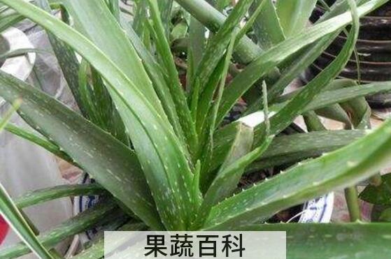 翠叶芦荟的功效与作用