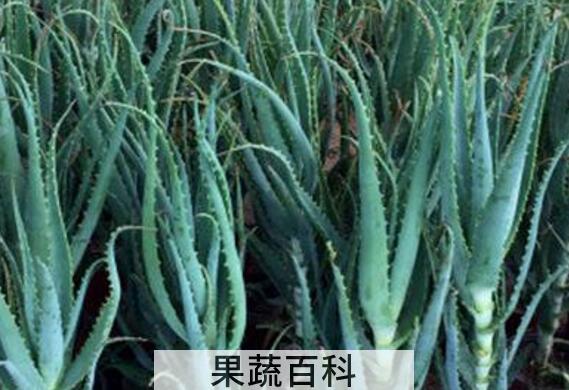木立芦荟和龙爪的区别 木立芦荟的功效