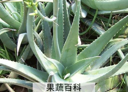 木立芦荟和龙爪的区别 木立芦荟的功效