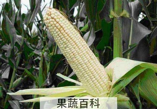 吃糯玉米的好处与坏处