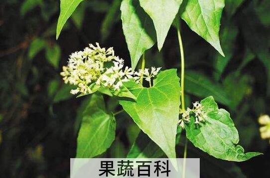 薇甘菊的功效和作用