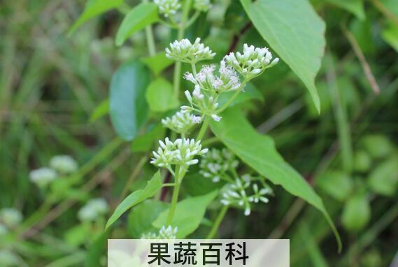 薇甘菊的功效和作用