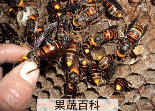 黄蜂泡酒