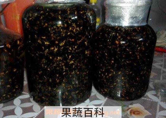 黄蜂泡酒