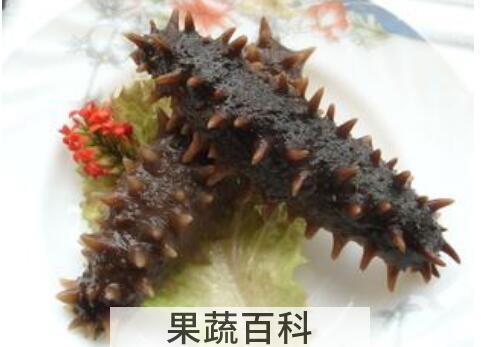 辽参的功效和作用及禁忌