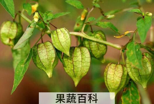 灯笼果的功效与作用 吃灯笼果的好处