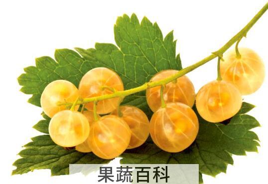 灯笼果的功效与作用 吃灯笼果的好处