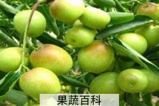 梨枣和冬枣的区别 梨枣和冬枣哪个 好吃