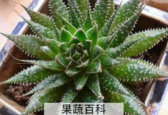 斑马芦荟怎么养 斑马芦荟有毒吗