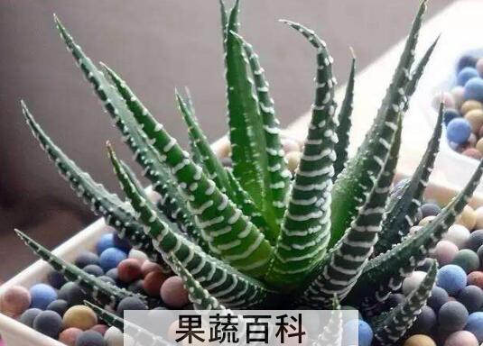 斑马芦荟怎么养 斑马芦荟有毒吗