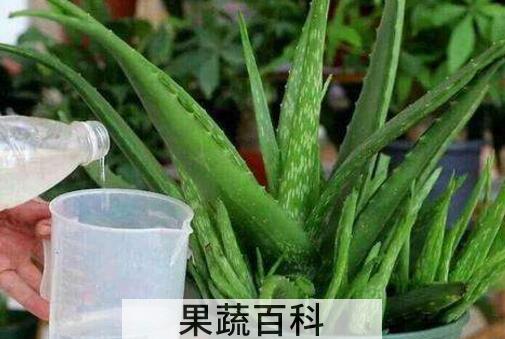 芦荟油是怎么制作的 芦荟油的作用