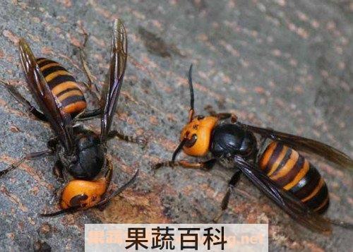 虎头蜂