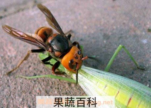 虎头蜂