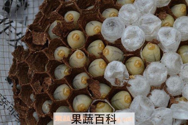 马蜂蛹