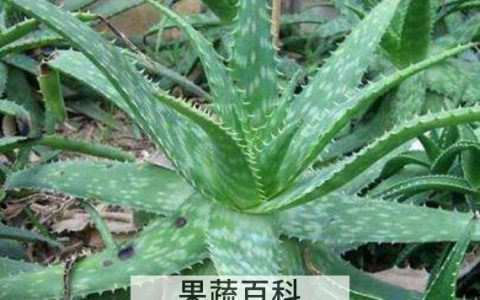 芦荟品种辨别图片大全