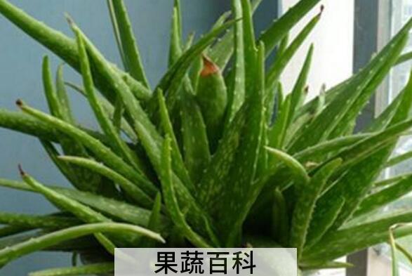 芦荟品种辨别图片大全