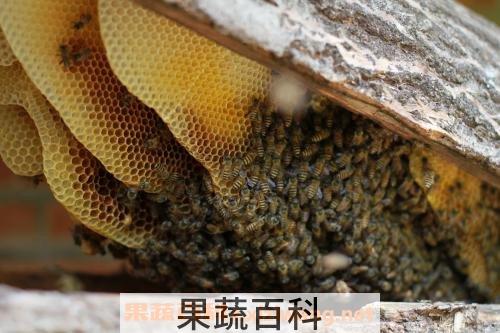 土蜂巢