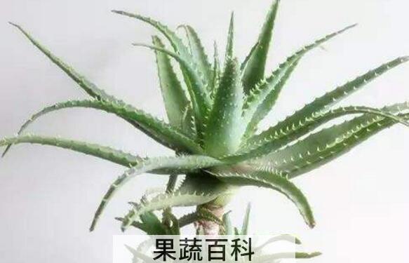 木立芦荟的药用价值与功效作用