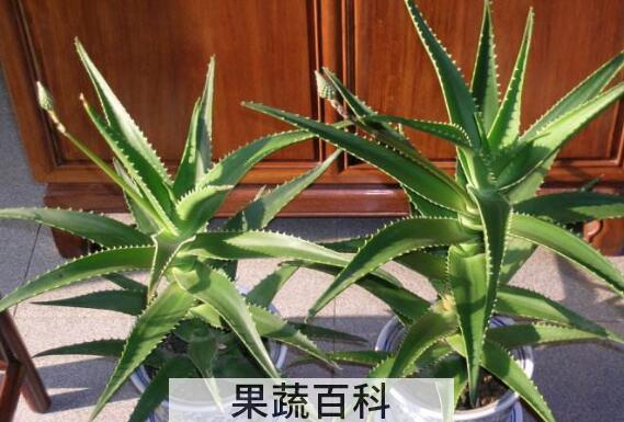 木立芦荟的药用价值与功效作用