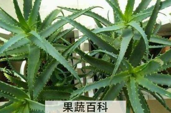 木剑芦荟的功效与作用 木剑芦荟的药用价值