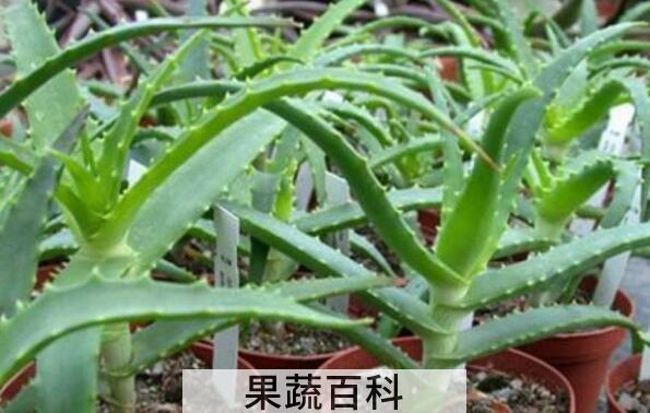 木剑芦荟的功效与作用 木剑芦荟的药用价值