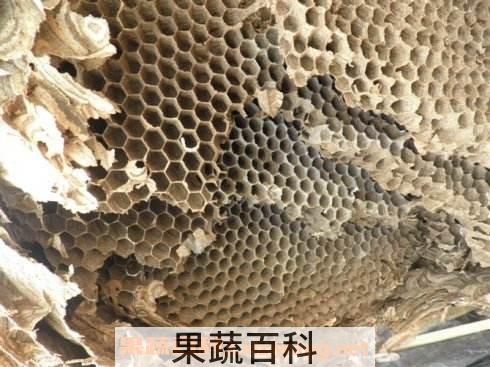 马蜂巢