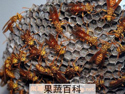 马蜂巢