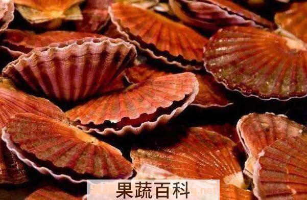 海鲜红贝的功效与作用 红贝的食用方法