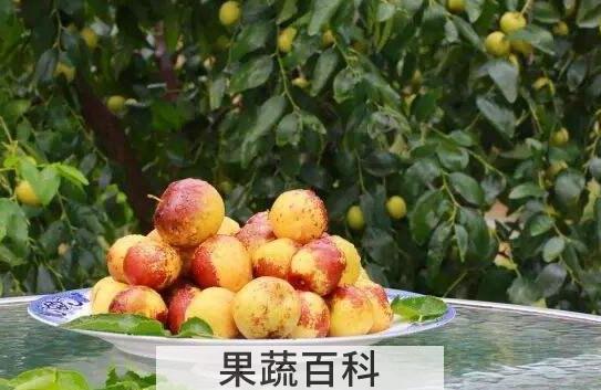 冬枣和雪枣的区别 吃冬枣的好处
