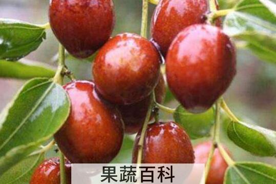 冬枣和雪枣的区别 吃冬枣的好处