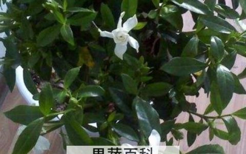 铁茉莉的养殖方法 铁茉莉掉叶子怎么回事