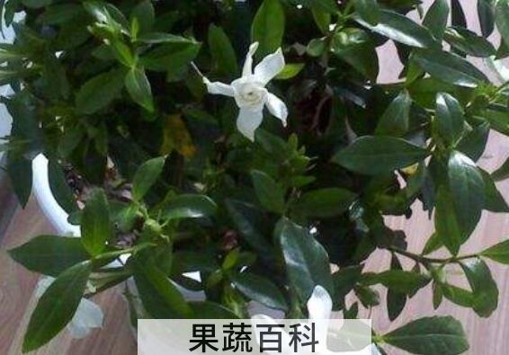铁茉莉的养殖方法 铁茉莉掉叶子怎么回事