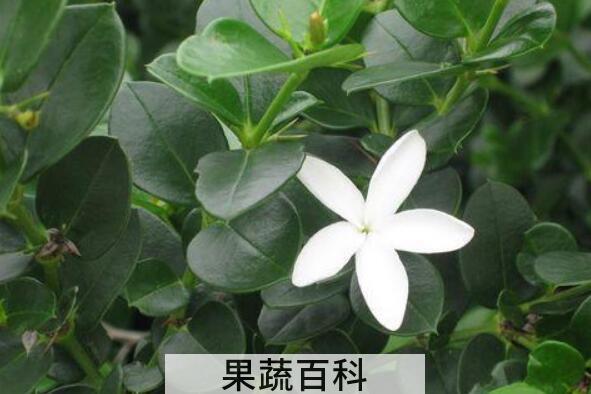 铁茉莉的养殖方法 铁茉莉掉叶子怎么回事