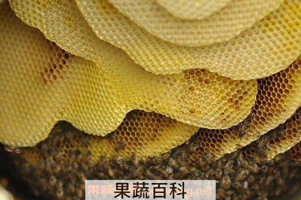 野蜂巢