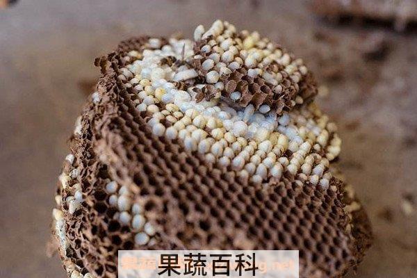 野蜂巢