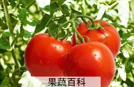 番茄酒的功效与作用