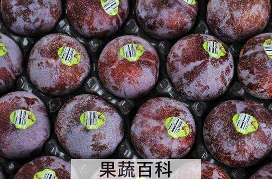红布李的功效和作用