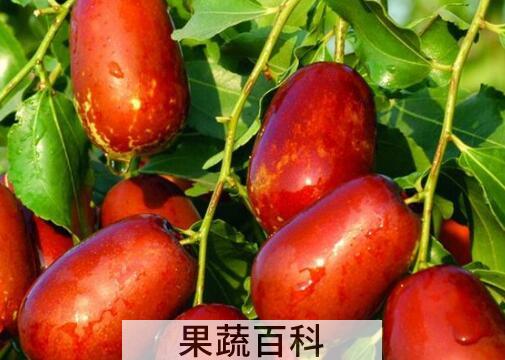 壶瓶枣和骏枣的区别