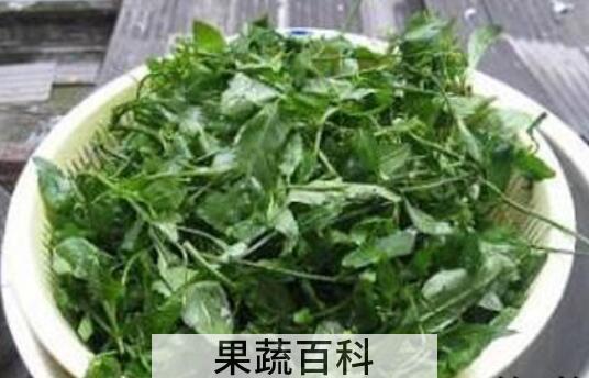 葛菜汤的功效与作用