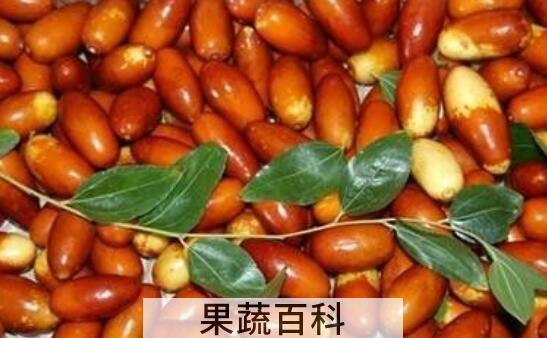 尖枣的功效与作用 尖枣怎么吃