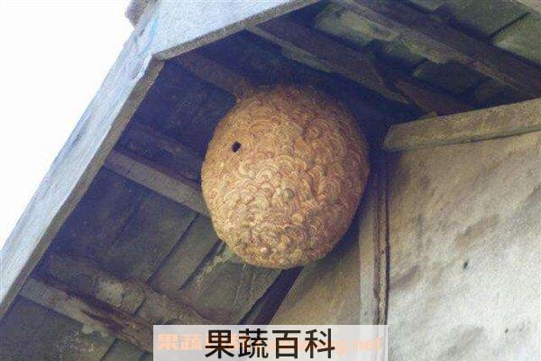 马蜂窝